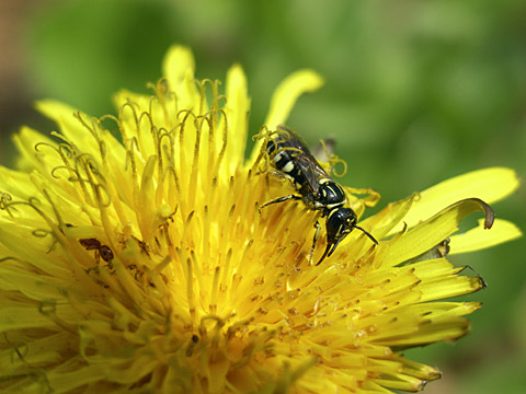 オキナワツヤハナバチ オキナワツヤハナバチ