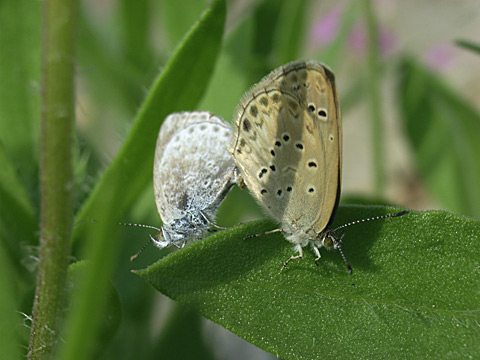 ヤマトシジミ ヤマトシジミ