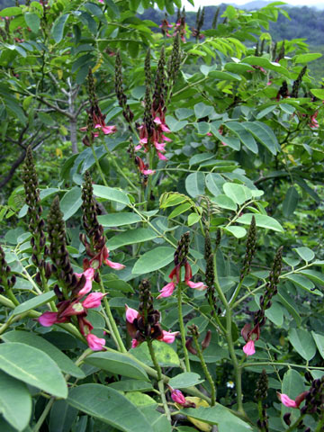 コマツナギ コマツナギ