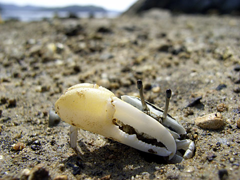 オキナワハクセンシオマネキ オキナワハクセンシオマネキ