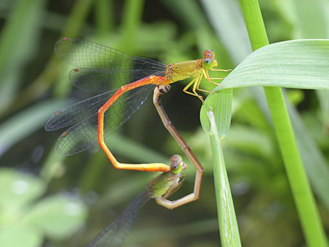 リュウキュウベニイトトンボ リュウキュウベニイトトンボ