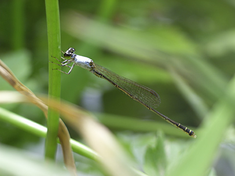 コフキヒメイトトンボ成熟雄 コフキヒメイトトンボ成熟雄