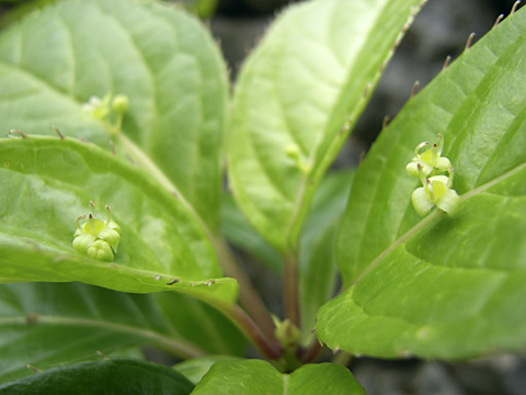 リュウキュウハナイカダ リュウキュウハナイカダ