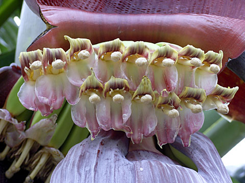 バナナの花 バナナの花