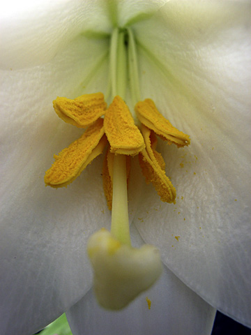 テッポウユリ テッポウユリ