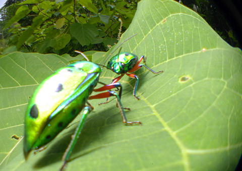ナナホシキンカメムシ ナナホシキンカメムシ