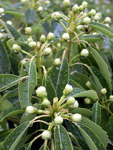 イジュの蕾 イジュの蕾