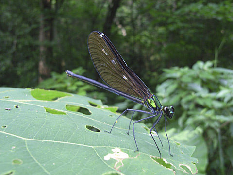 リュウキュウハグロトンボ雌 リュウキュウハグロトンボ雌