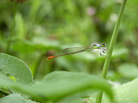 コフキヒメイトトンボ未成熟雄 コフキヒメイトトンボ未成熟雄