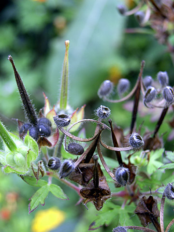アメリカフウロ アメリカフウロ