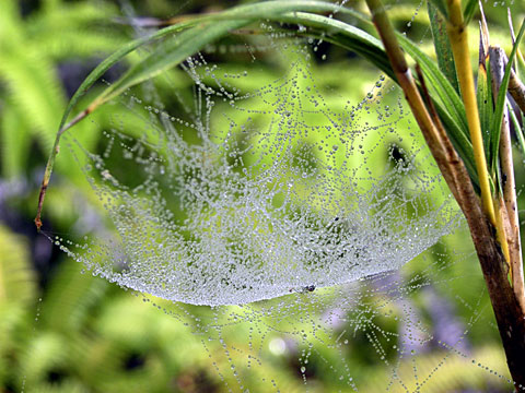 サラグモの一種 サラグモの一種