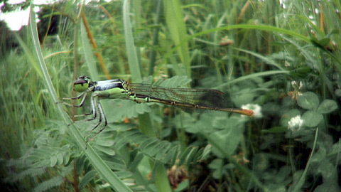 コフキヒメイトトンボ未成熟雄 コフキヒメイトトンボ未成熟雄