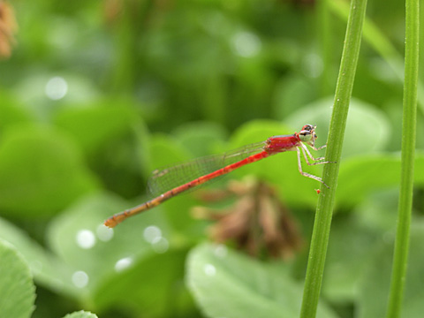 コフキヒメイトトンボ未成熟雌 コフキヒメイトトンボ未成熟雌