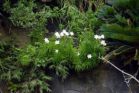 テッポウユリ テッポウユリ