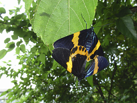 キオビエダシャク キオビエダシャク