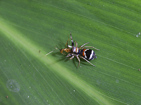 カラオビハエトリ カラオビハエトリ