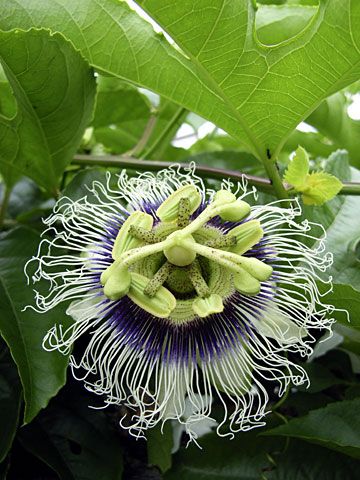 クダモノトケイソウ クダモノトケイソウ