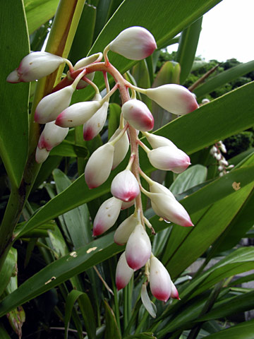 ゲットウの蕾 ゲットウの蕾