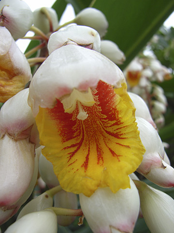 ゲットウの花 ゲットウの花