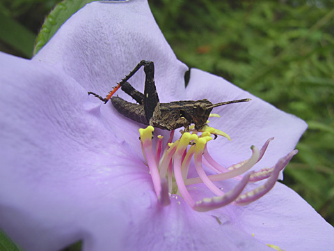 オキナワモリバッタ幼虫 オキナワモリバッタ幼虫