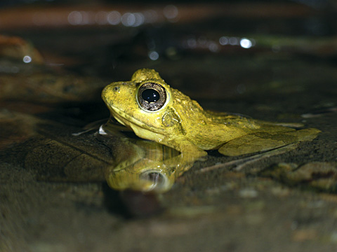 ニホンカジカガエル ニホンカジカガエル