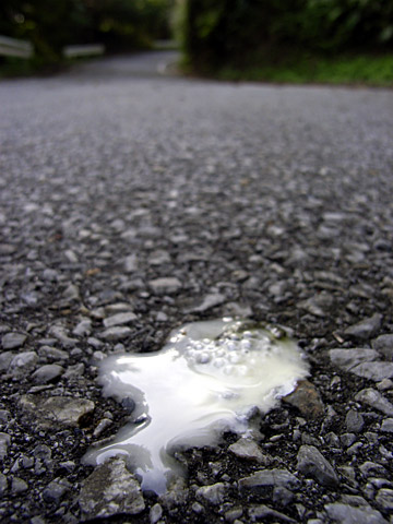 ヤンバルクイナの糞 ヤンバルクイナの糞