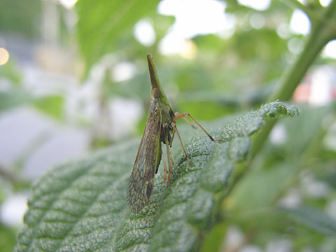 オキナワテングスケバ オキナワテングスケバ