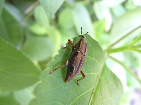 ヨツメオサゾウムシ ヨツメオサゾウムシ