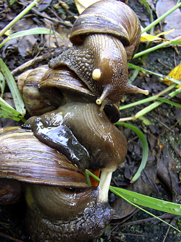 アフリカマイマイ アフリカマイマイ