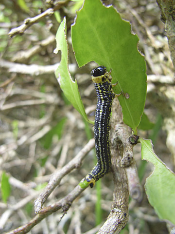 ユウマダラエダシャク幼虫 ユウマダラエダシャク幼虫