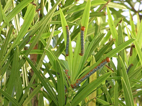 キオビエダシャク幼虫 キオビエダシャク幼虫