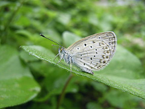 ヤマトシジミ ヤマトシジミ