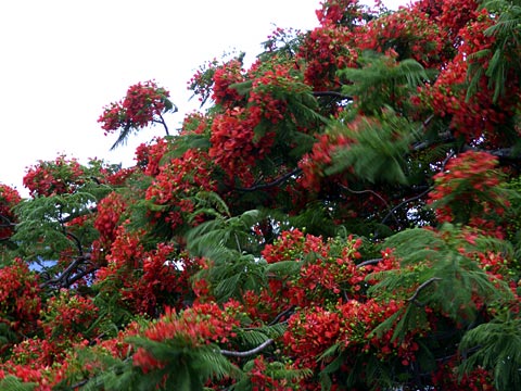 ホウオウボク ホウオウボク