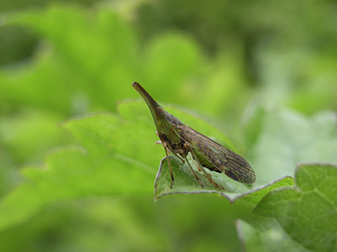 オキナワテングスケバ オキナワテングスケバ