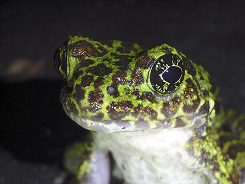 イシカワガエル イシカワガエル