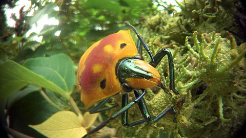 アカギカメムシ アカギカメムシ