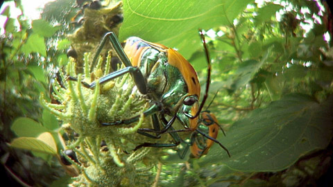 アカギカメムシ アカギカメムシ