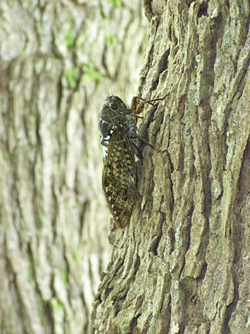 リュウキュウアブラゼミ リュウキュウアブラゼミ