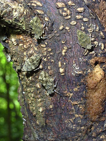ウンカの一種 ウンカの一種