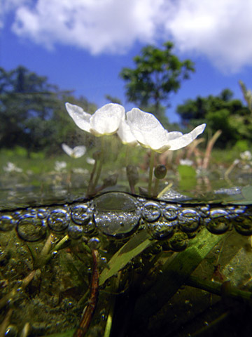 ウリカワの花 ウリカワの花
