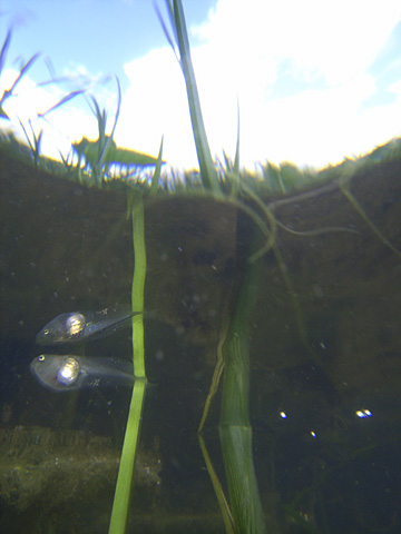 ヒメアマガエル幼生 ヒメアマガエル幼生