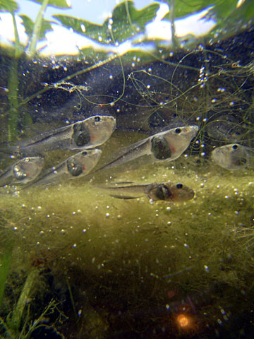 ヒメアマガエル幼生 ヒメアマガエル幼生