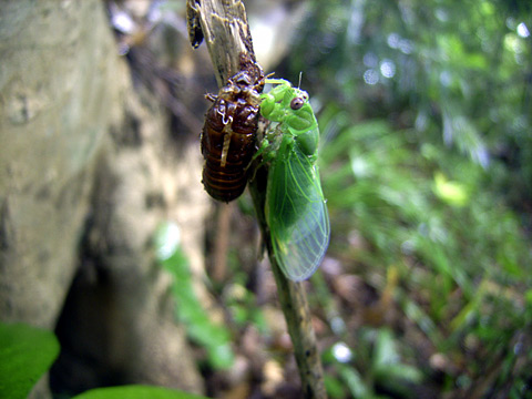 クロイワゼミ雌羽化 クロイワゼミ雌羽化