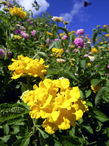 ランタナの花と夏空 ランタナの花と夏空