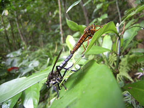 メスアカオオムシヒキ メスアカオオムシヒキ