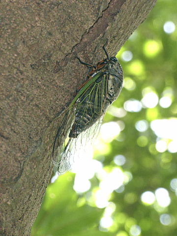 クマゼミ クマゼミ