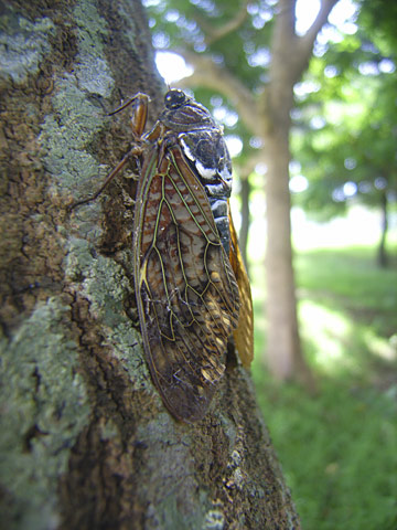 リュウキュウアブラゼミ リュウキュウアブラゼミ