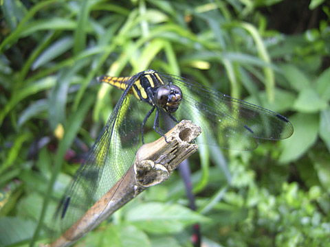 オオシオカラトンボ雌 オオシオカラトンボ雌