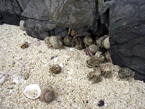 オカヤドカリ オカヤドカリ