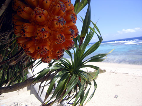 アダンの実と海岸 アダンの実と海岸